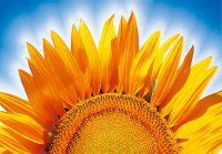 MK Sonnenblumen 98