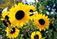 MK Sonnenblumen 97