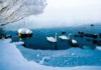 MK Schw?ne im Winter