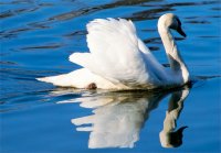 GC Swan
