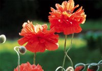 MK Mohn 97