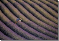 DK Lavendel