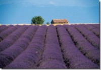 DK Lavendel