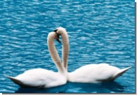 GC Symbols of luck - couple of swans