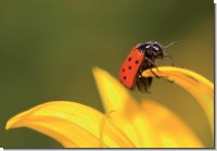 GC Symbols of luck - ladybug