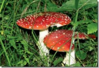 GC Symbols of luck - fly agaric