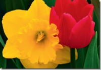 GC tulips