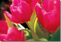 DK Tulpen