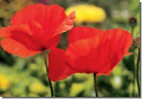 DK Mohnblüten