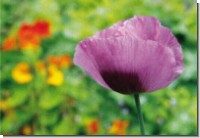 DK Mohnblüte