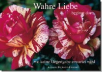 PK Sag es mit Rosen 03
