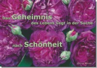 PK Sag es mit Rosen 12