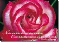 PK Sag es mit Rosen 14