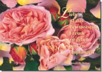 PK Sag es mit Rosen 16
