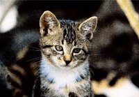 PK Katzen 16