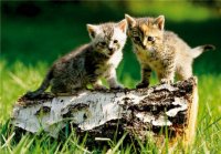 PK Katzen 17