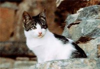 PK Katzen 18