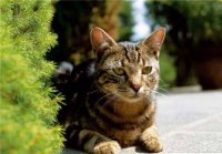 PK Katzen 21