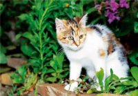 PK Katzen 23