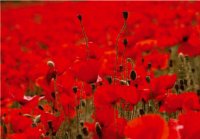 PK Mohn 19