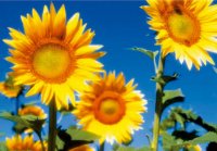 PK Sonnenblume 15