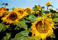PK Sonnenblume 27