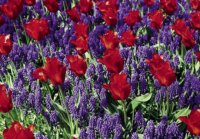 PK Tulpen 26
