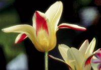 PK Tulpen 29