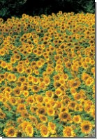 DK Sonnenblumen