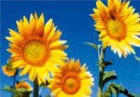 MK Sonnenblumen 96