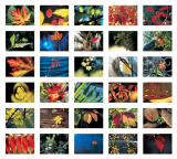 PKB Blatt für Blatt