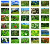 PKB Blühende Wiesen und Felder