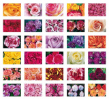 PKB Die Farben der Rose