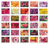 PKB Sag es mit Rosen