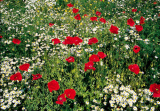 MK Mohn 98