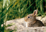 GC rabbit