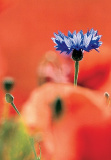 DK Kornblume