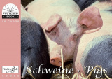 PKB Schweine