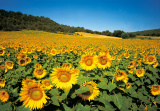 GC sunflowers