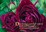 DK Sag es mit Rosen - Roger Lambelin