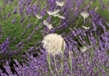 GC Lavender