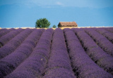DK Lavendel