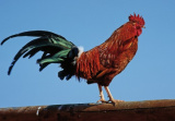 GC Cock