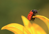 GC Symbols of luck - ladybug