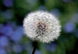 GC Symbols of luck - Blowball