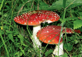 GC Symbols of luck - fly agaric