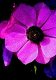 Blume