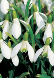 GC snowdrop