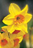 GC Narcissus