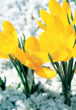 GC Crocuses in the snow